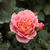Roșu - galben - Trandafir pentru straturi Grandiflora - Floribunda - Michelle Bedrossian